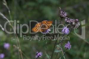 Beautiful close-up of a silver-washed fritillary butterfly sitting on a flower