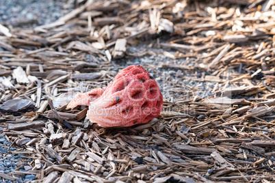 Red fungus called basket stinkhorn Clathrus ruber grows after a