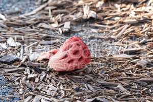 Red fungus called basket stinkhorn Clathrus ruber grows after a