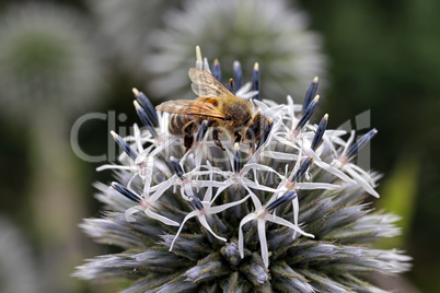 Kugeldistel, Blüte mit Biene