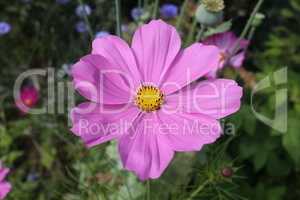 Purple cosmos flower on a green background