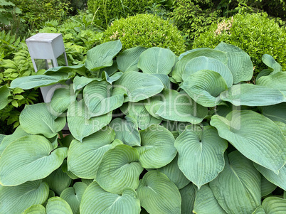 green leafs of grass at dry sunny summer day