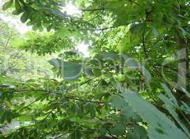 leafs of chestnut at day