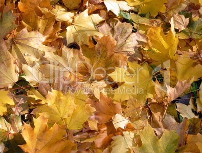 yellow maple carpet