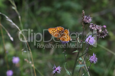 Beautiful close-up of a silver-washed fritillary butterfly sitting on a flower