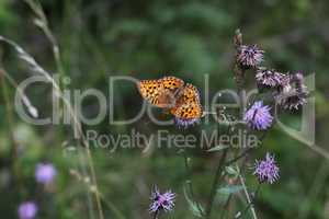 Beautiful close-up of a silver-washed fritillary butterfly sitting on a flower