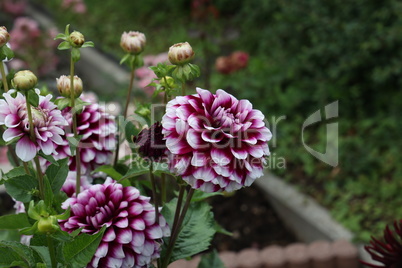 Isolated natural dahlia flower on green background