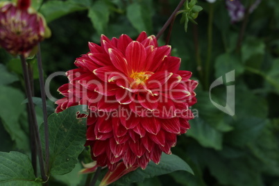 Isolated natural dahlia flower on green background