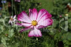Purple cosmos flower on a green background