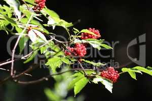 Macro photo nature viburnum berries. Red juicy viburnum berries on brunch