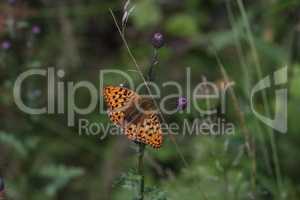 Beautiful close-up of a silver-washed fritillary butterfly sitting on a flower