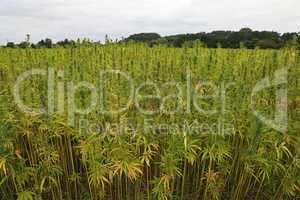 legal hemp field for textiles made in Germany