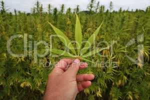 legal hemp field for textiles made in Germany