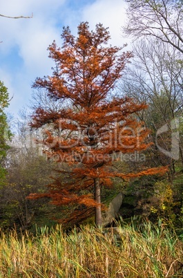 Red maple in the autumn park