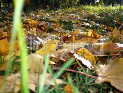 yellow maple carpet