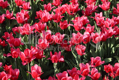 red tulip at spring