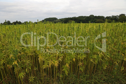 legal hemp field for textiles made in Germany