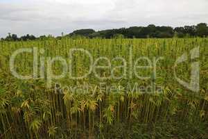 legal hemp field for textiles made in Germany