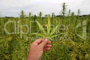 legal hemp field for textiles made in Germany