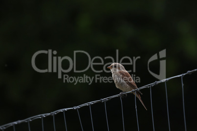 Female red-backed shrike sits on a metal fence