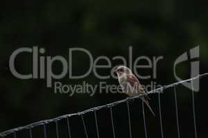Female red-backed shrike sits on a metal fence