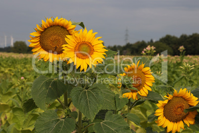 Sunflowers on the background of a tobacco field
