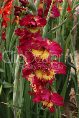 Beautiful natural gladiolus flower in the garden