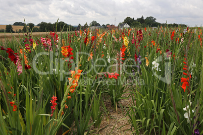 Gladioli field for self cutting and shopping