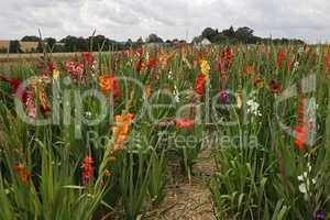 Gladioli field for self cutting and shopping