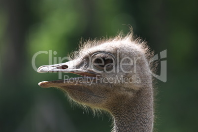 Portrait of an ostrich on an ostrich farm