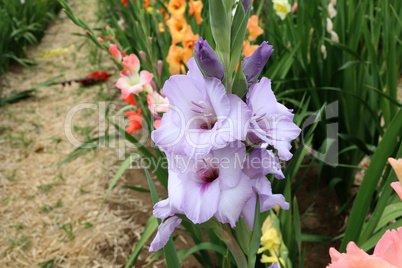 Beautiful natural gladiolus flower in the garden