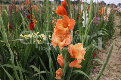 Beautiful natural gladiolus flower in the garden