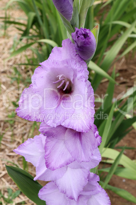 Beautiful natural gladiolus flower in the garden