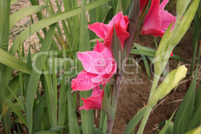 Beautiful natural gladiolus flower in the garden