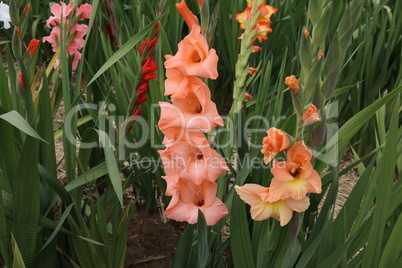 Beautiful natural gladiolus flower in the garden