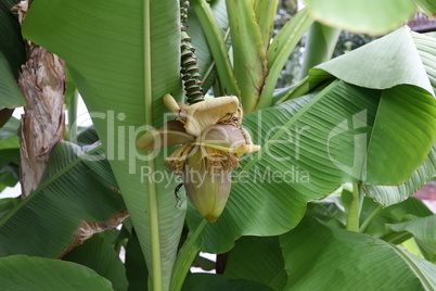 Banana flower on a background of foliage