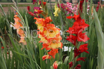 Beautiful natural gladiolus flower in the garden