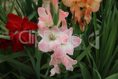 Beautiful natural gladiolus flower in the garden