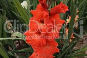Beautiful natural gladiolus flower in the garden