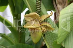 Banana flower on a background of foliage