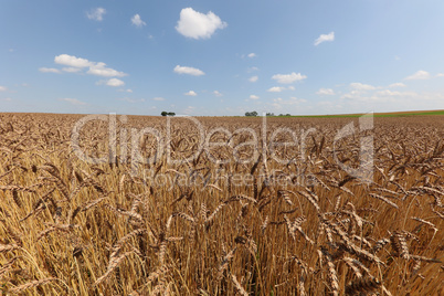 Wheat ears ripen in the field in summer