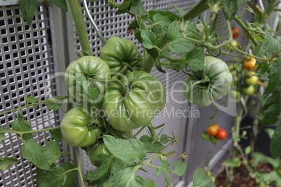 Green tomatoes ripen on a bush in a garden