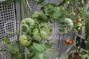 Green tomatoes ripen on a bush in a garden