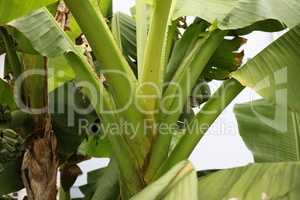 Tropical banana palm leaf, large foliage in rainforest