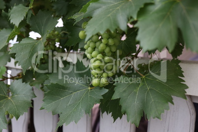 Green grapes ripen in the garden at home