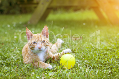 Pretty orange tabby cat playing