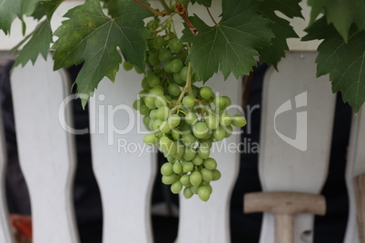 Green grapes ripen in the garden at home