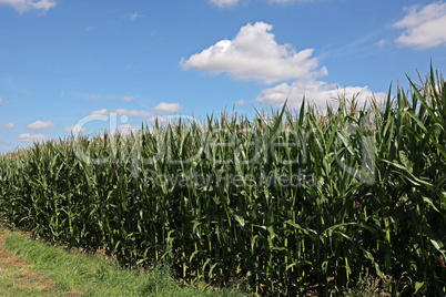 Green corn field on a bright summer day