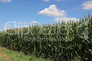 Green corn field on a bright summer day