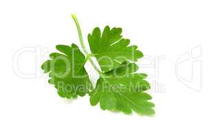 Leaf of fresh parsley. Greens isolated on white background.